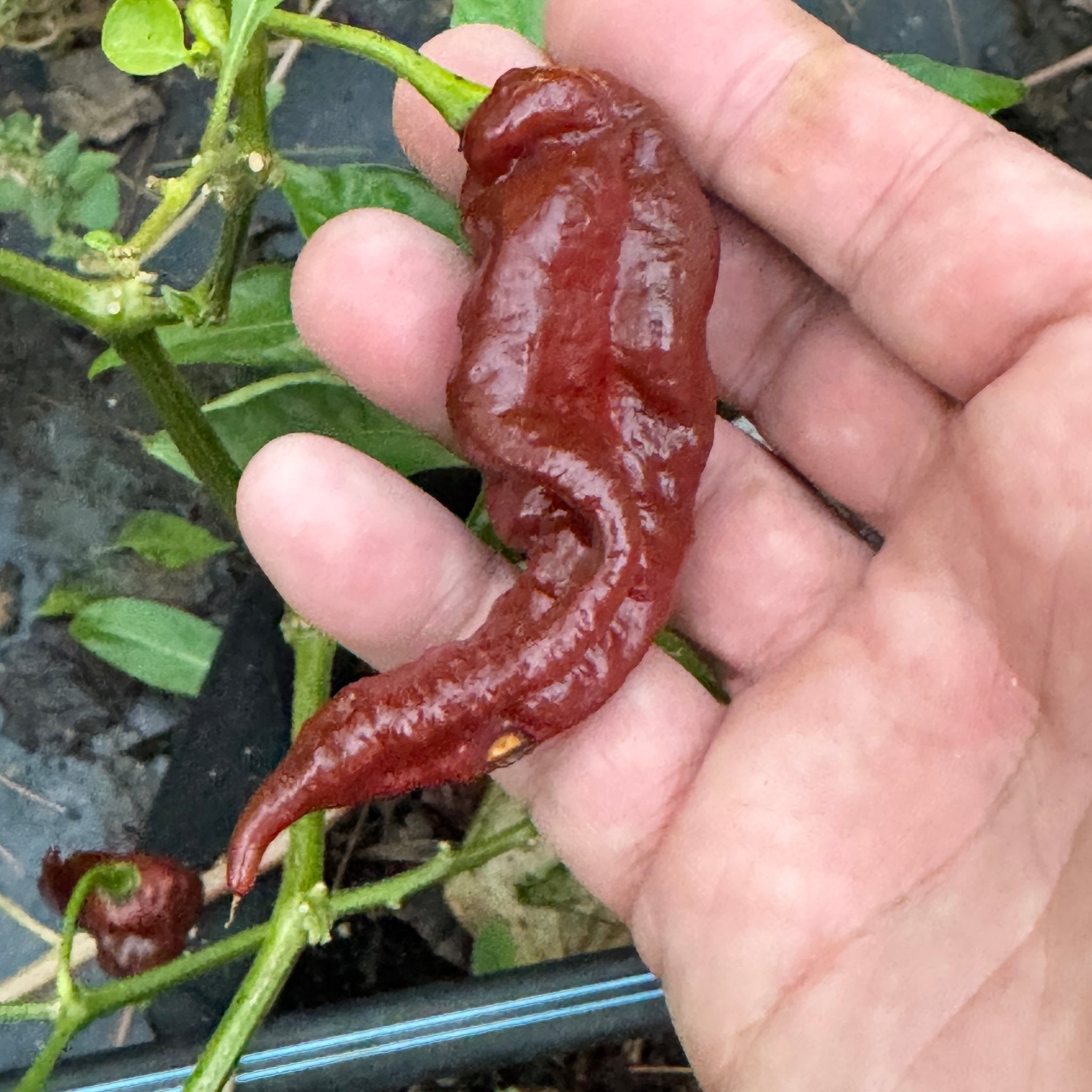 T - REX Chocolate - Seeds