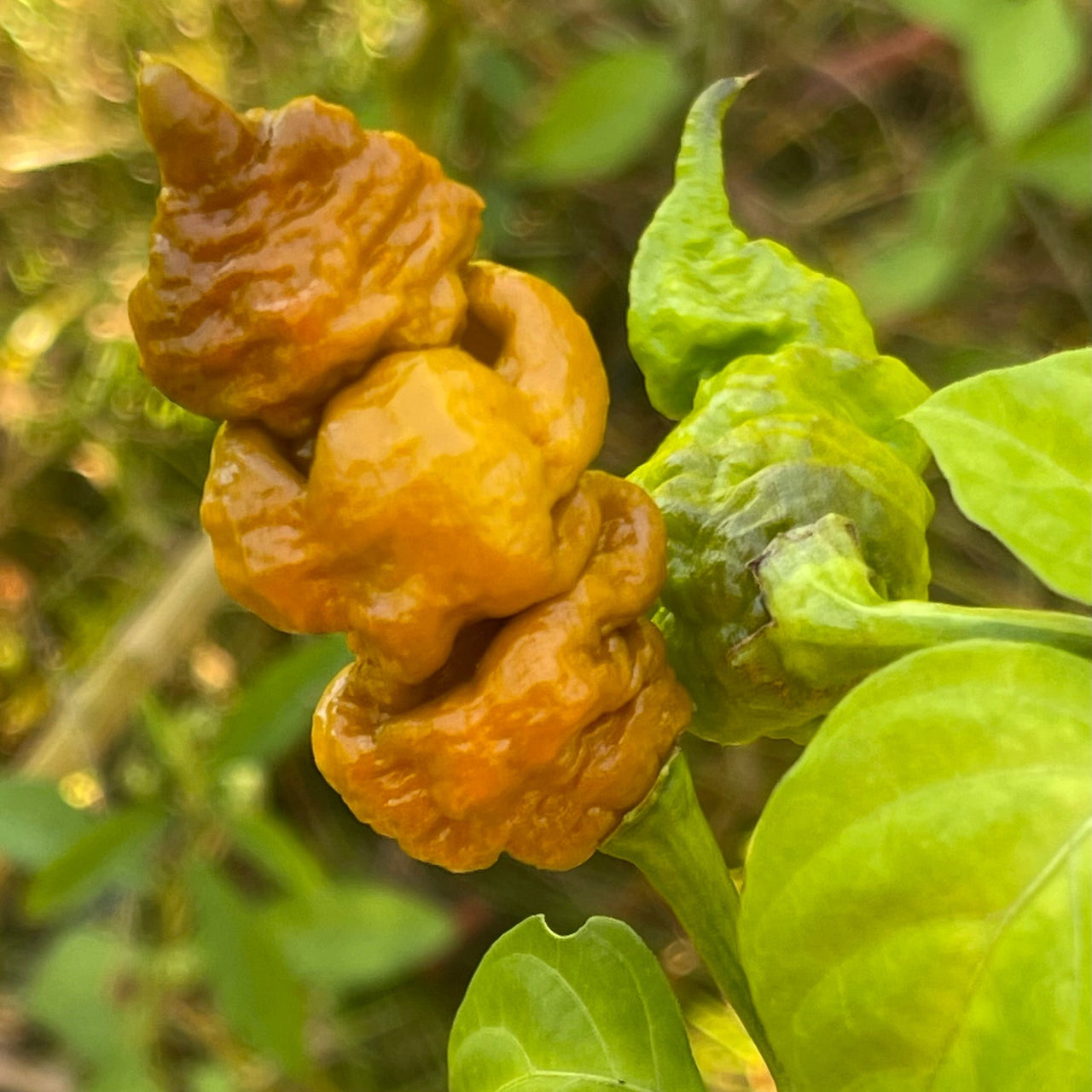 T - REX Mustard - Seeds - The Pepper Pantry (Formerly Marie Sharp's)