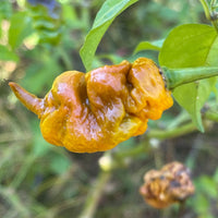 T - REX Mustard - Seeds - The Pepper Pantry (Formerly Marie Sharp's)