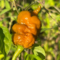 T - REX Mustard - Seeds - The Pepper Pantry (Formerly Marie Sharp's)
