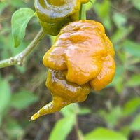 T - REX Mustard - Seeds - The Pepper Pantry (Formerly Marie Sharp's)
