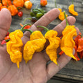 T - Rex Yellow Chili Pepper Seeds
