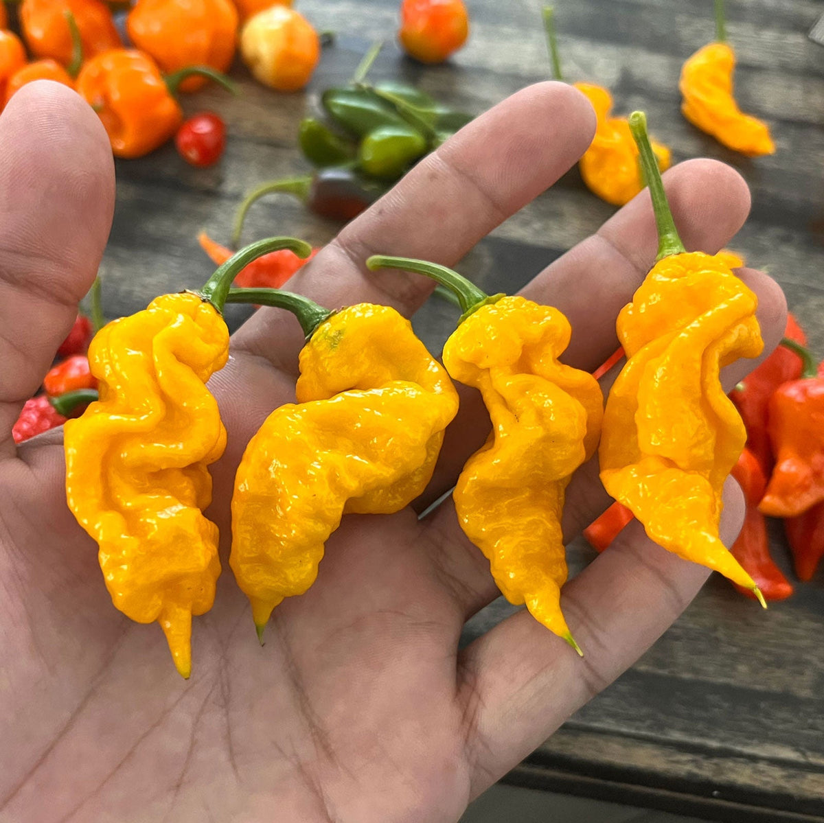 T - Rex Yellow Chili Pepper Seeds