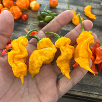 T - Rex Yellow Chili Pepper Seeds - The Pepper Pantry (Formerly Marie Sharp's)