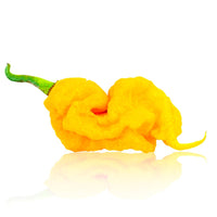 T - Rex Yellow Chili Pepper Seeds - The Pepper Pantry (Formerly Marie Sharp's)