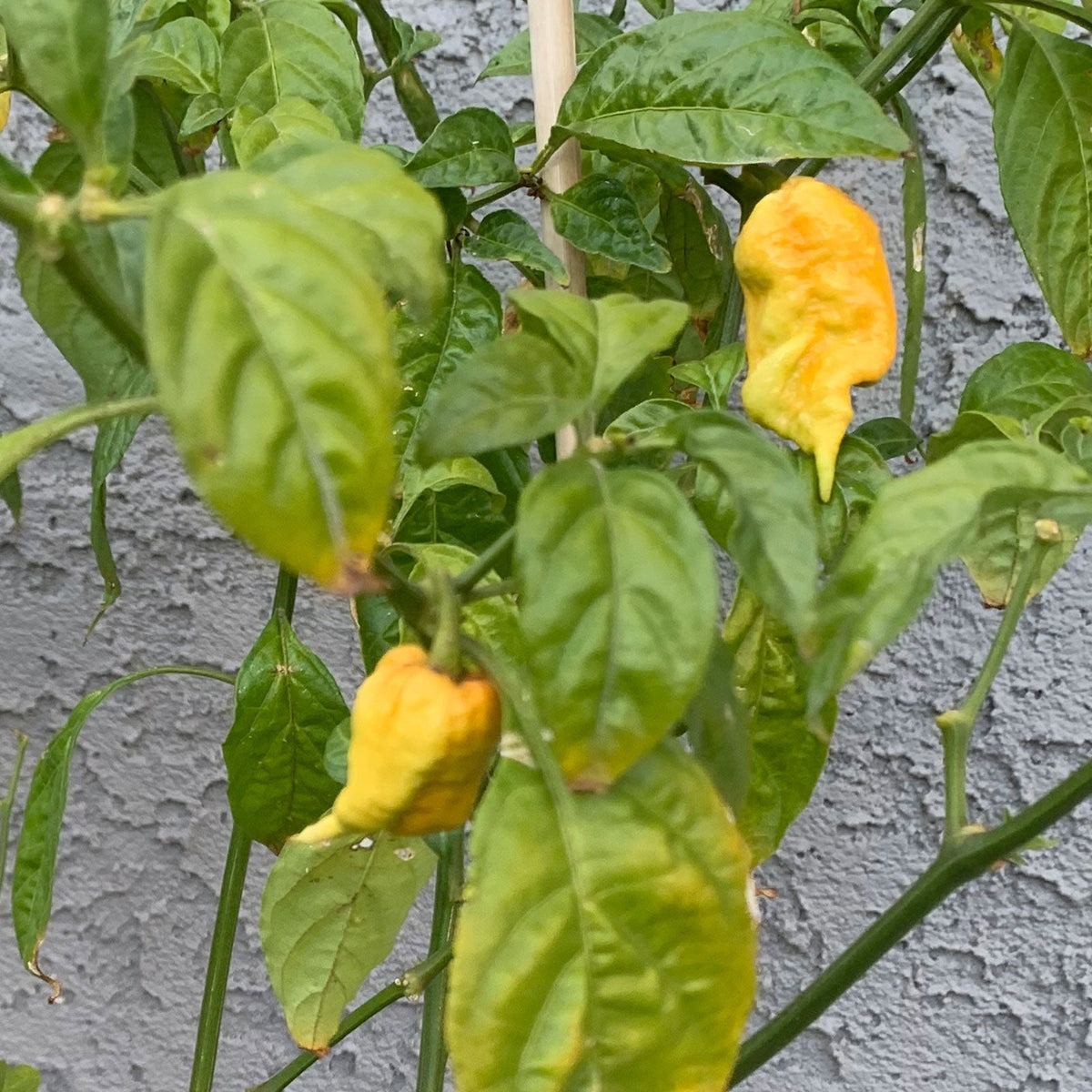 T - Rex Yellow Chili Pepper Seeds