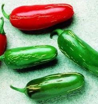 Tam Jalapeno Pepper Seeds - The Pepper Pantry (Formerly Marie Sharp's)