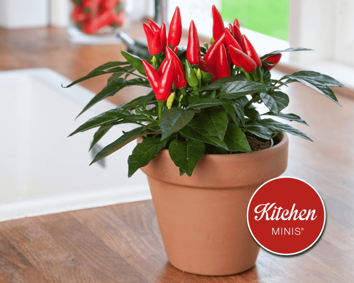 Taquito Hybrid Pepper Seeds | Kitchen Minis