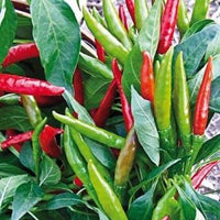 Thai Dragon F1 Pepper Seeds - The Pepper Pantry (Formerly Marie Sharp's)