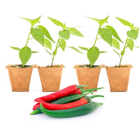 Thai Dragon Pepper Plants - The Pepper Pantry (Formerly Marie Sharp's)