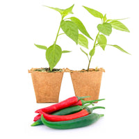 Thai Dragon Pepper Plants - The Pepper Pantry (Formerly Marie Sharp's)