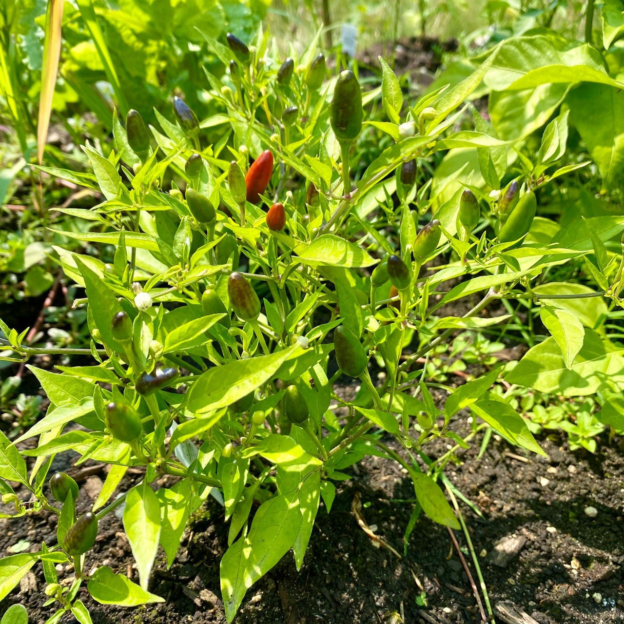 Thai Hot Pepper Seeds - The Pepper Pantry (Formerly Marie Sharp's)