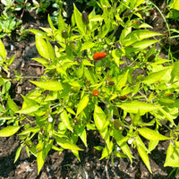 Thai Hot Pepper Seeds - The Pepper Pantry (Formerly Marie Sharp's)