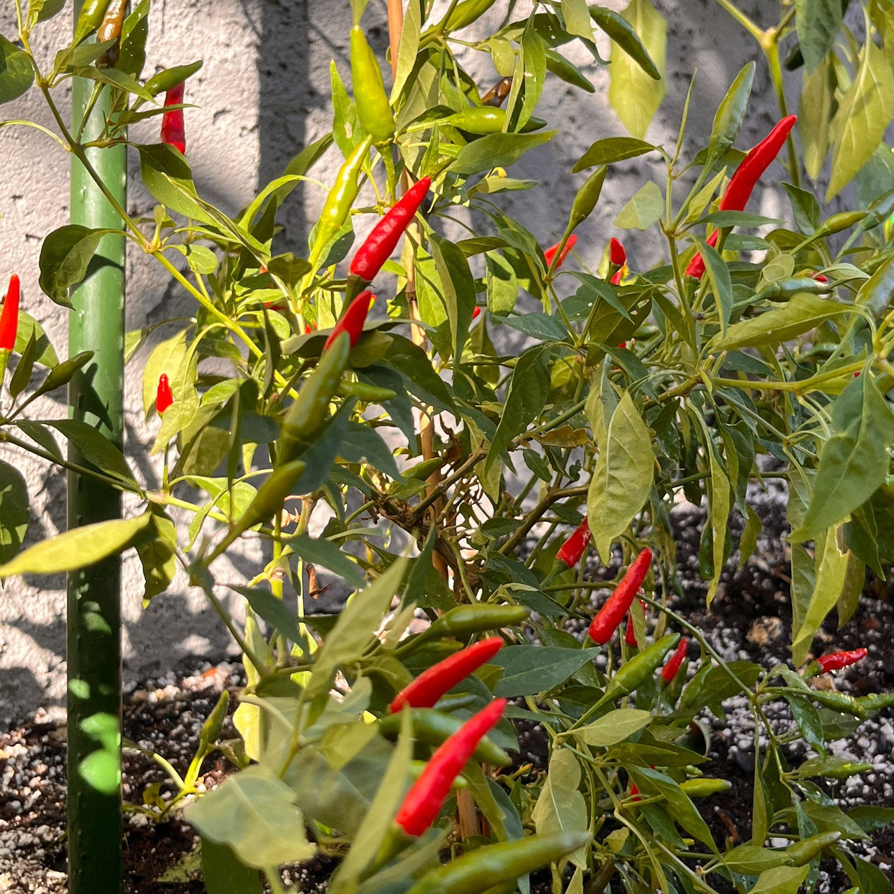 red pepper seeds for planting Thai Super Hot F1 Pepper Seeds by Pepper Joe's