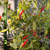 Thai Super Hot F1 Pepper Seeds - The Pepper Pantry (Formerly Marie Sharp's)