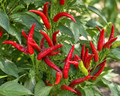 Thai Hot Pepper Seeds