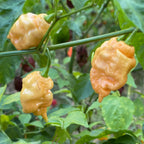 Thors Hammer Peach - Seeds