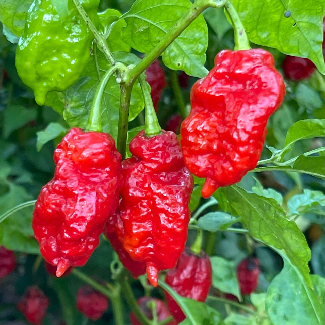 Thors Hammer Red - Seeds - The Pepper Pantry (Formerly Marie Sharp's)