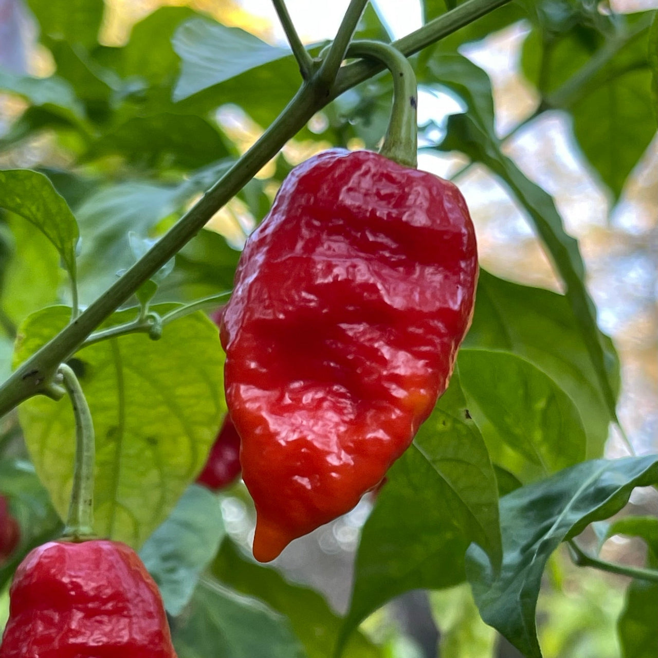 Thors Hammer Red - Seeds - The Pepper Pantry (Formerly Marie Sharp's)