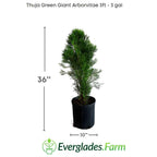 Thuja Green Giant Arborvitae For Sale