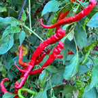Thunder Cayenne - Seeds