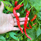 Thunder Cayenne - Seeds