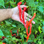 Thunder Cayenne - Seeds