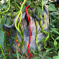 Thunder Mountain Longhorn - Seeds - The Pepper Pantry (Formerly Marie Sharp's)