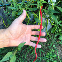 Thunder Mountain Longhorn - Seeds - The Pepper Pantry (Formerly Marie Sharp's)