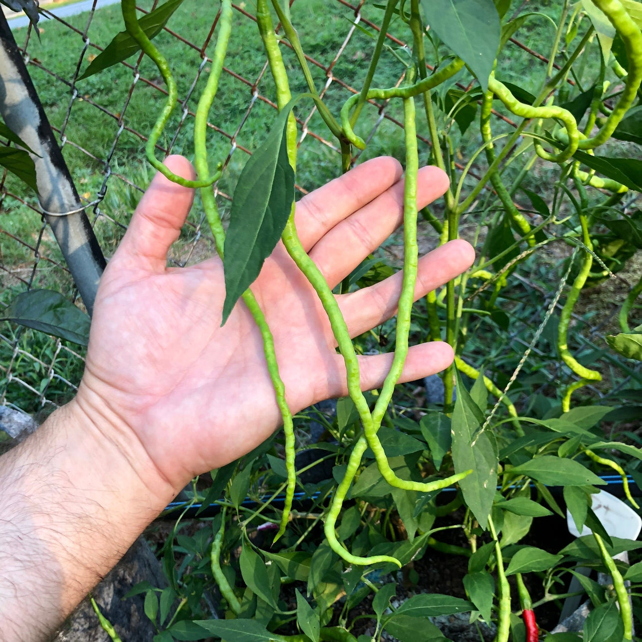 Thunder Mountain Longhorn - Seeds - The Pepper Pantry (Formerly Marie Sharp's)