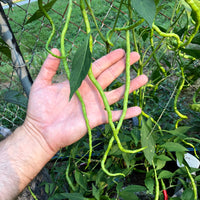 Thunder Mountain Longhorn - Seeds - The Pepper Pantry (Formerly Marie Sharp's)