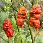 Tiberius Mauler Caramel - Seeds