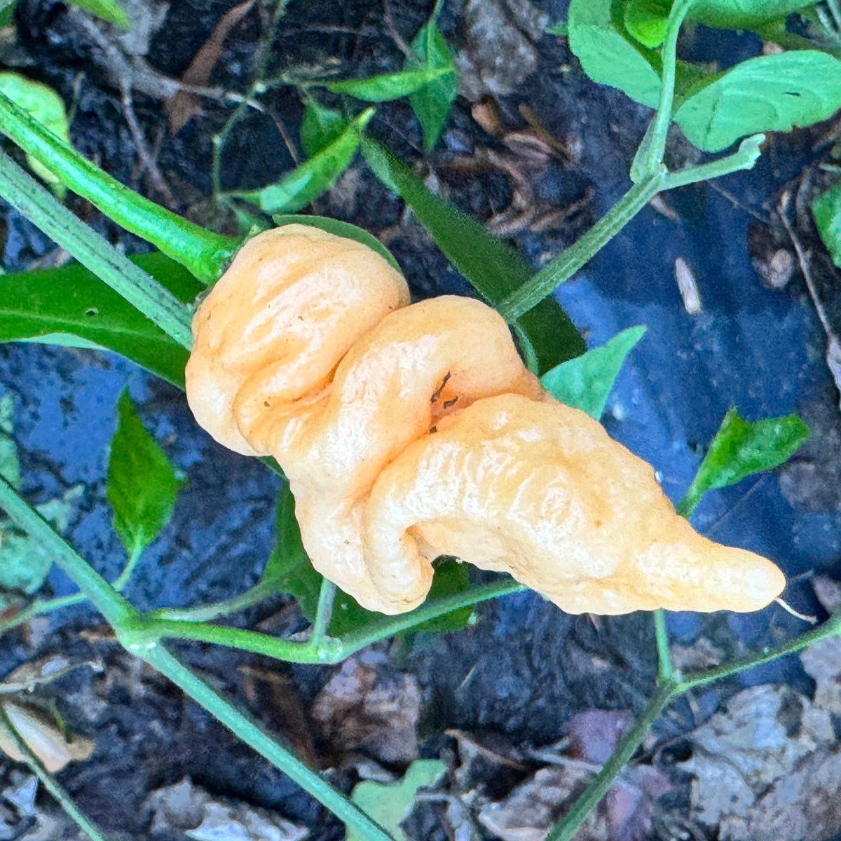 Tiberius Mauler Peach - Seeds