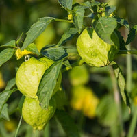 Tomatillo Rio Grande Verde Seeds - The Pepper Pantry (Formerly Marie Sharp's)