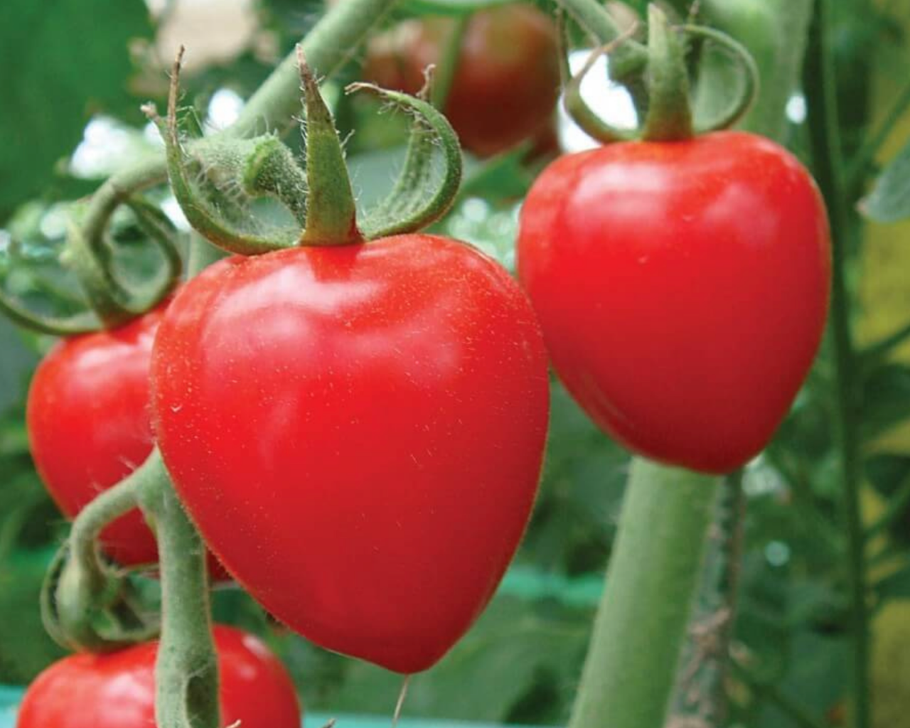 Tomatoberry Garden Hybrid Tomato Seeds
