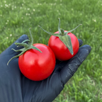 Mortgage Lifter Tomato Seeds