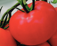 Tonopah Hybrid Tomato Seeds