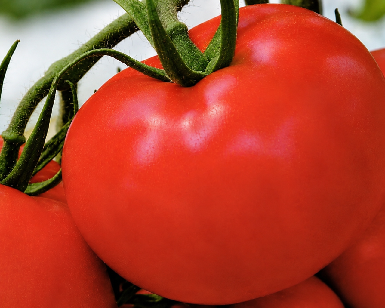 Tonopah Hybrid Tomato Seeds