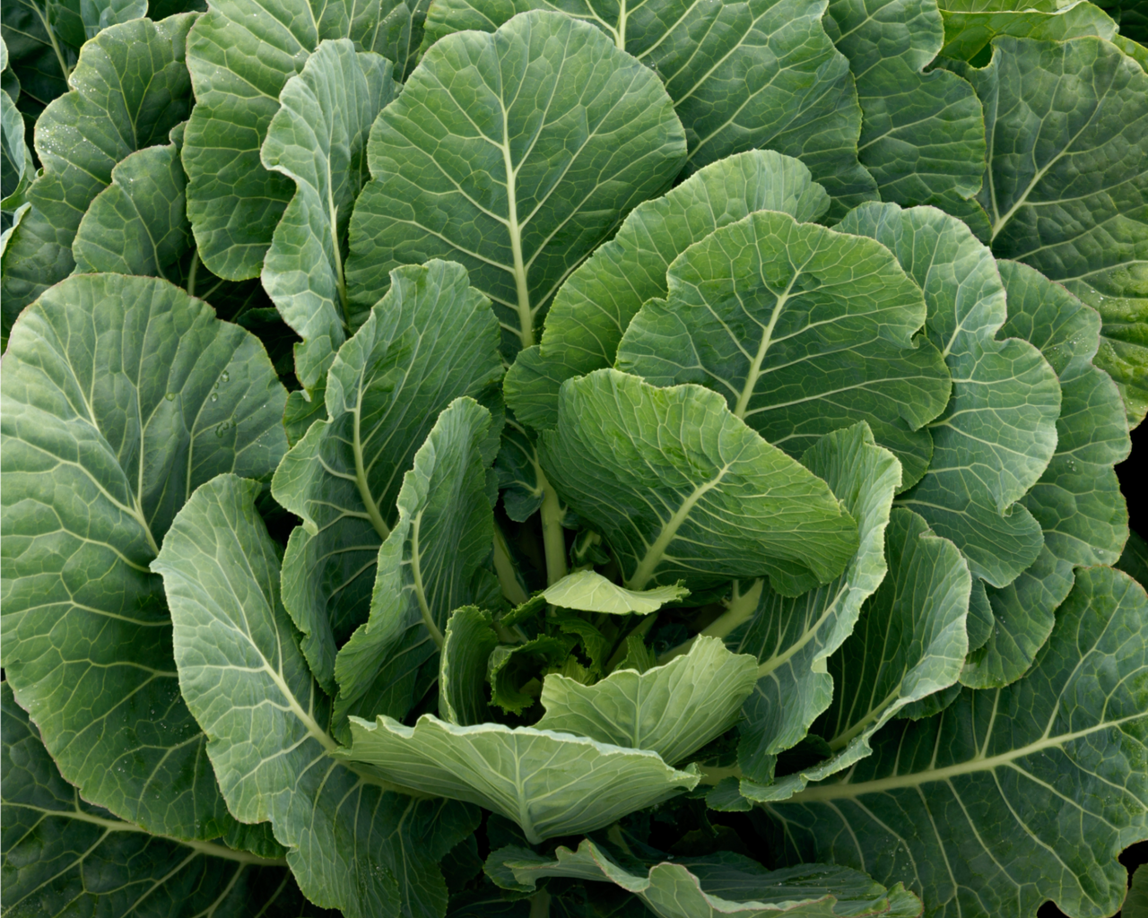 Top Bunch 2.0 Hybrid Collard Seeds