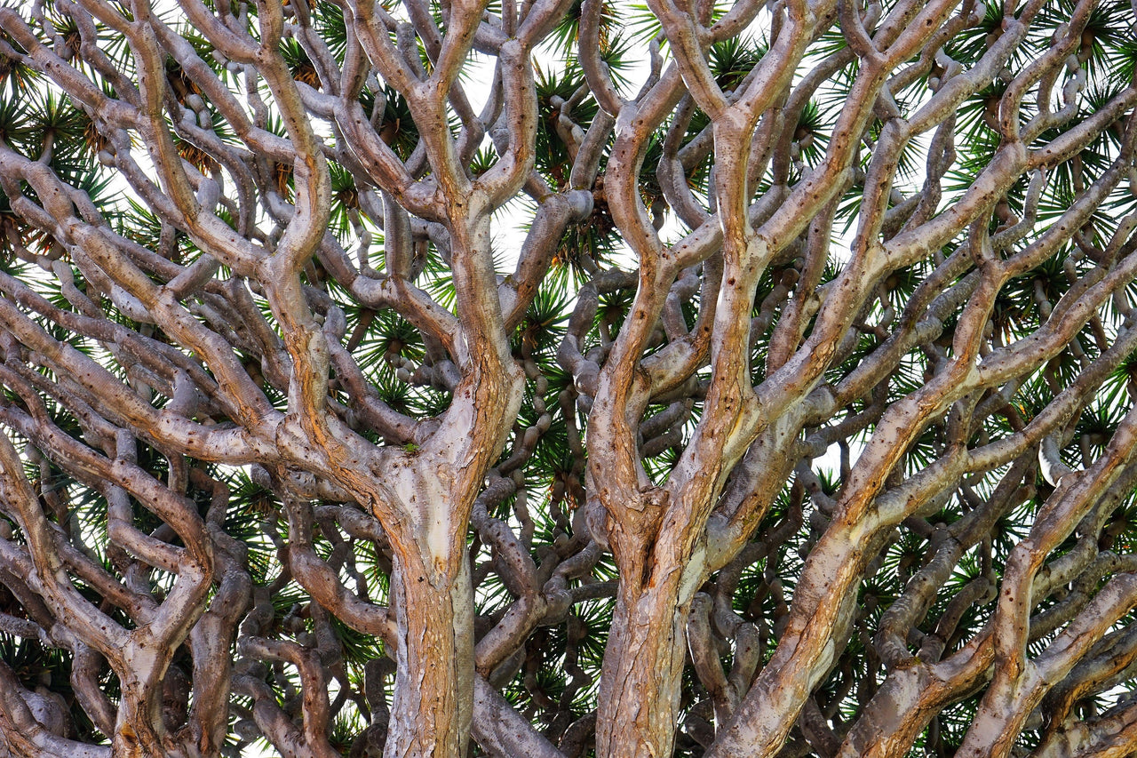 10 DRAGON TREE Dracaena Draco Canary Island Drago Blood Asparagus Yucca Evergreen Succulent Houseplant Orange Berry White Flower Seeds