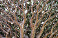 10 DRAGON TREE Dracaena Draco Canary Island Drago Blood Asparagus Yucca Evergreen Succulent Houseplant Orange Berry White Flower Seeds