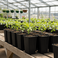 Tree Growing Containers - Treepots (Short)
