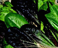 Tricolor Romaine Lettuce Blend Seeds