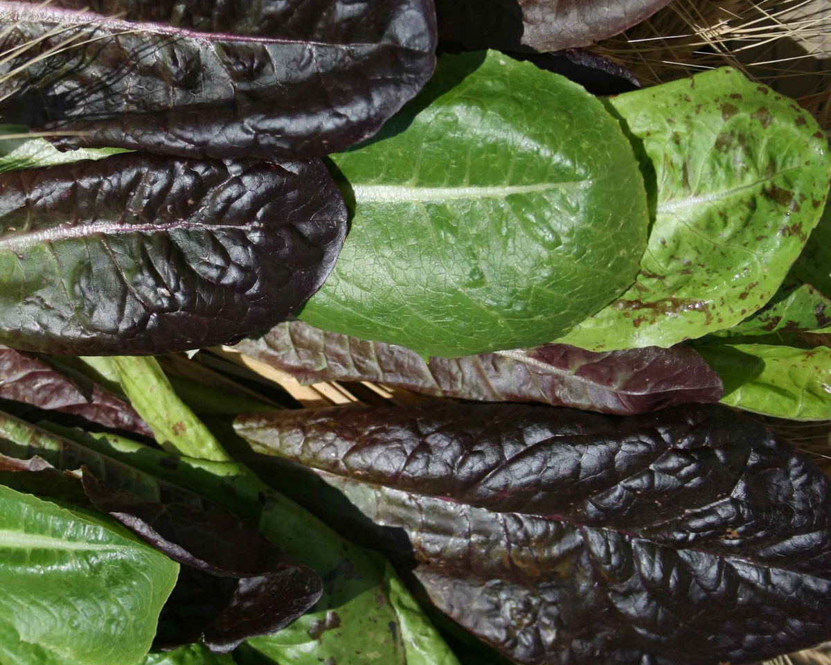 Tricolor Romaine Lettuce Blend Seeds