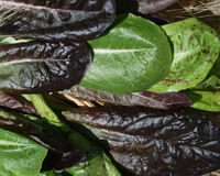 Tricolor Romaine Lettuce Blend Seeds
