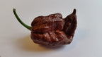 Trinidad Chocolate Scorpion - Seeds