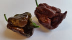 Trinidad Chocolate Scorpion - Seeds