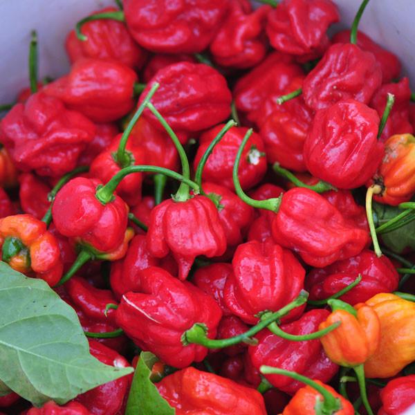 Trinidad Scorpion Pepper Seeds