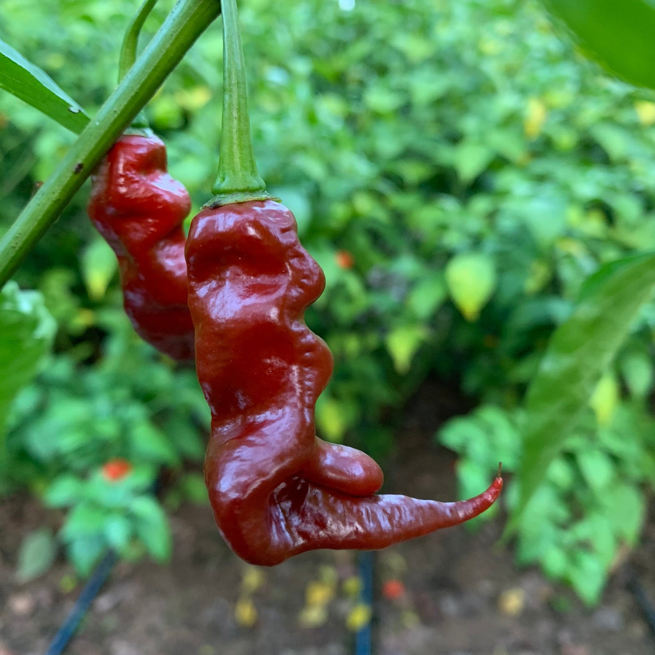 Trinidad Viper Brown - Seeds - The Pepper Pantry (Formerly Marie Sharp's)