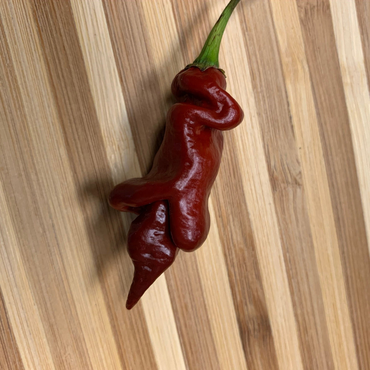 Trinidad Viper Brown - Seeds - The Pepper Pantry (Formerly Marie Sharp's)